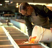 Working with fertilized eggs in a salmon hatchery.