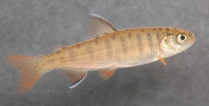 A coho fry. Photo by Paul Kaiser, USFWS.